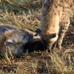 hyena momma