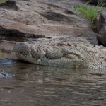 crocodile sleeping