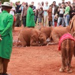 elephant orphans in mud
