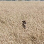 Cheetahs in the Masai Mara