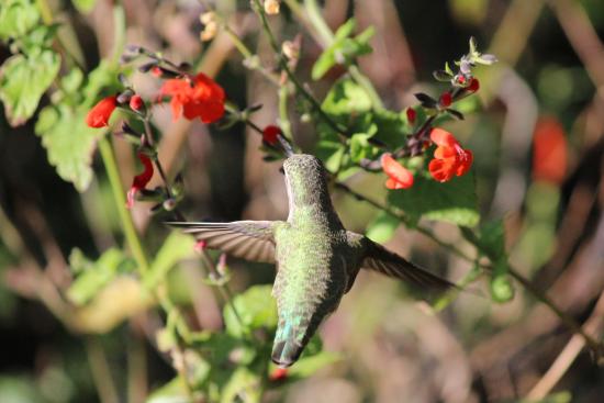 Hummingbird in the Sonora Desert